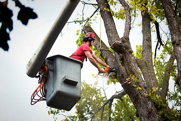 How Our Tree Care Process Works  in Laguna Beach, FL